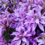 Photo de profil de Azalea-Japonica