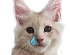 :chat_pleure: