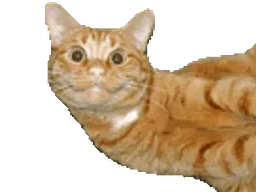:catleftrightface: