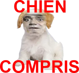 :chien_compris: