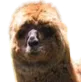 :Lamastico_zoom: