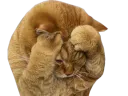 :Chatdoliprane: