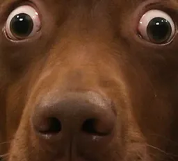 :teddielonzoomzoom: