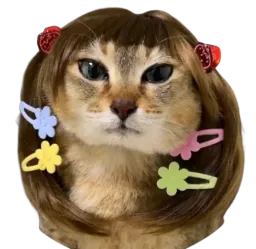 :Chat_barette:
