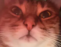 :chatzoom5: