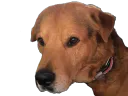 :chienlapin2: