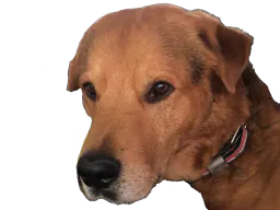 :chienlapin2: