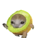 :chat_kiwi_court_v2: