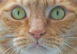 :chatzoom4: