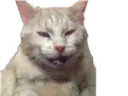 :bourree: