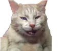 :bourree: