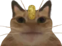 :miaouss_moche: