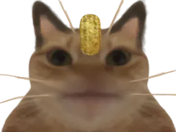 :miaouss_moche:
