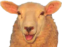 :mouton_:
