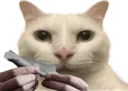:Connerie_de_chat: