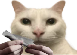 :Connerie_de_chat: