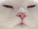 :chatenerve:
