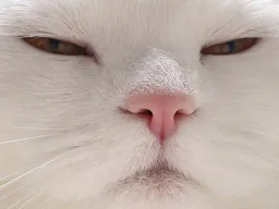:chatenerve: