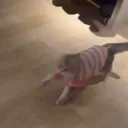 :catf:
