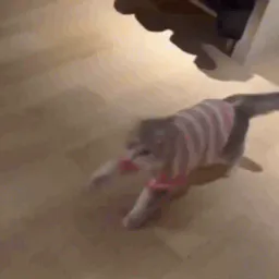 :catf: