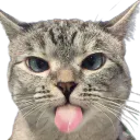 :Chat_tire_la_langue_: