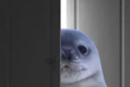 :Phoque_porte: