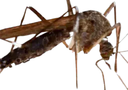 :moustique2: