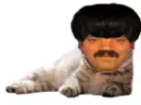 :dsd: