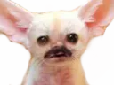 :chien_moustache: