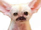 :chien_moustache: