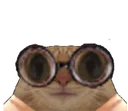 :chat_lunettes_vagues: