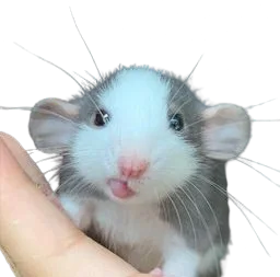 :rat_mignon_oreille: