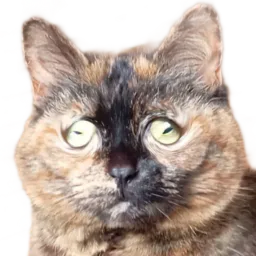:Chat_gogole: