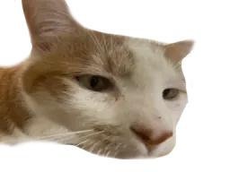 :Quinquin4: