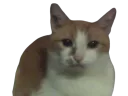 :Nestouille:
