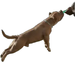 :pitt_attaque: