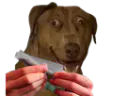 :Teddi-weed: