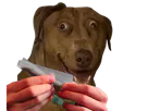 :Teddi-weed: