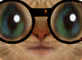 :chatoune2: