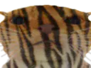 :chaktigre: