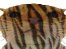 :chaktigre:
