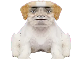 :Chien_Bourdon_Symetrie_Atroce: