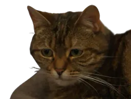 :Chatdepite:
