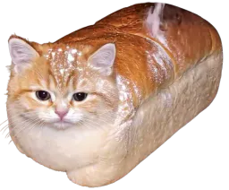 :Chat_pain_de_mie: