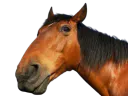 :cheval_: