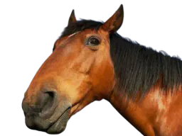 :cheval_: