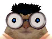 :chat_stupide: