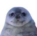 :Phoque:
