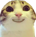 :CHAT_PEUR_1: