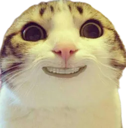 :CHAT_PEUR_1: